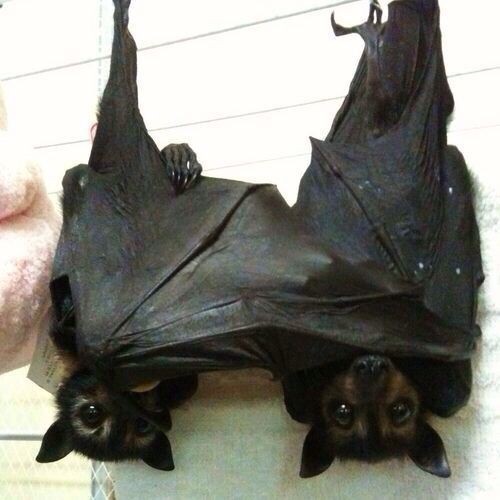 Create meme: Pteropus flying Fox, dwarf epaulet winged, flying dog