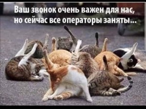 Создать мем: кошка и котенок, котики, о кошках