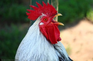 Create meme: flashy cock, cock cock, the cock bird