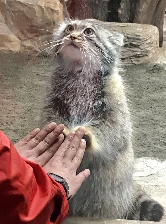 Create meme: animal manul, manul , manul the cat