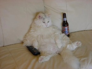 Создать мем: кошка, кот, кот с бутылкой пива