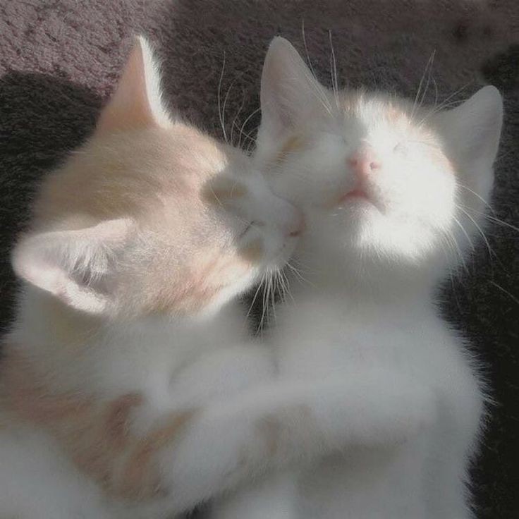 Create meme: cats hugging, cuddling kittens, cute cats 