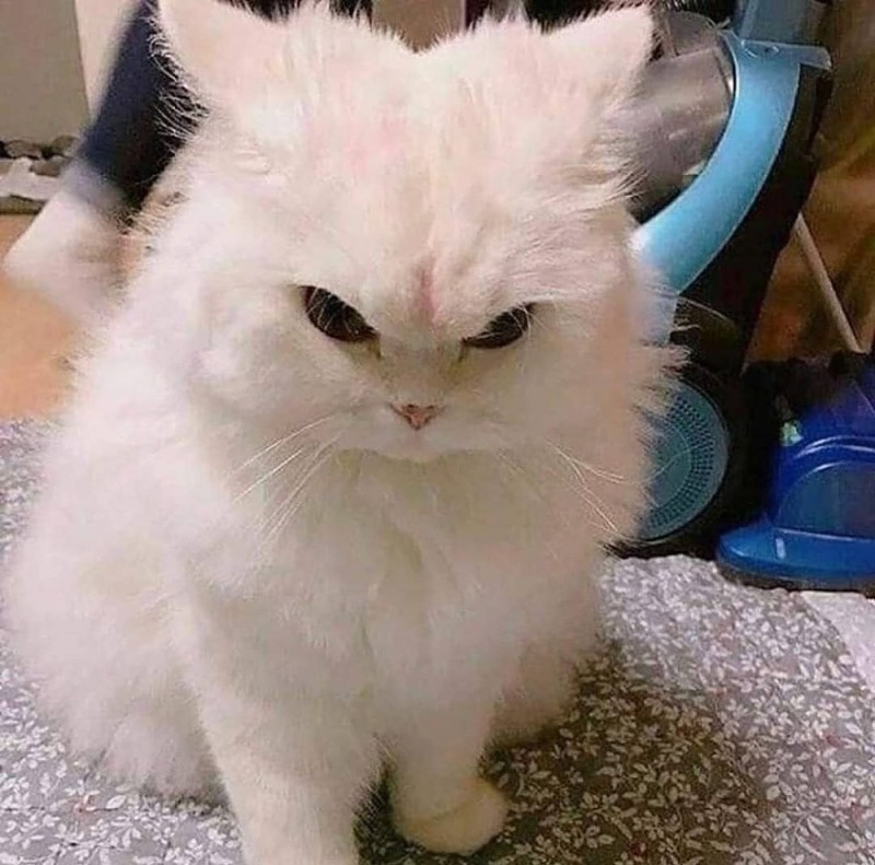 Create meme: Persian cat angry, the cat is angry, angry kitty