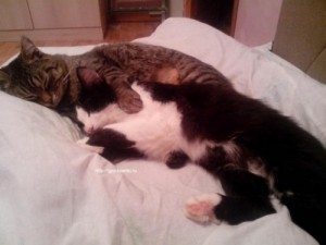 Create meme: cats cuddling, two cats sleeping, two kittens cuddling