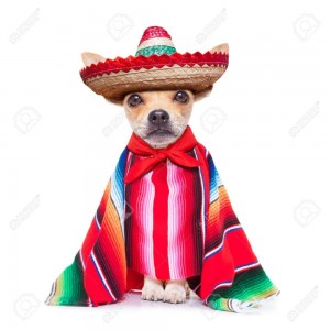 Create meme: a dog in a sombrero meme, Chihuahua dog