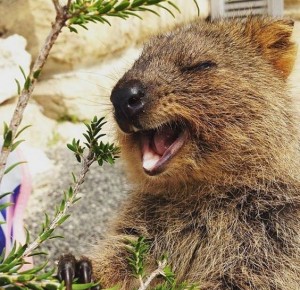 Create meme: quokka smiling animal, quokka an animal, wombat and quokka