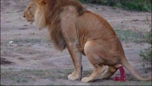 Create meme: aslan, Leo, lions mating photo