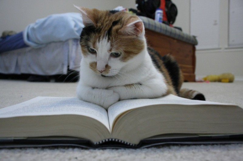 Create meme: smart cats, cat smart , a cat with books