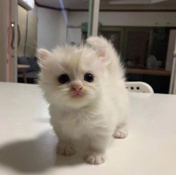 Create meme: cute cats , Persian cat , little cats 