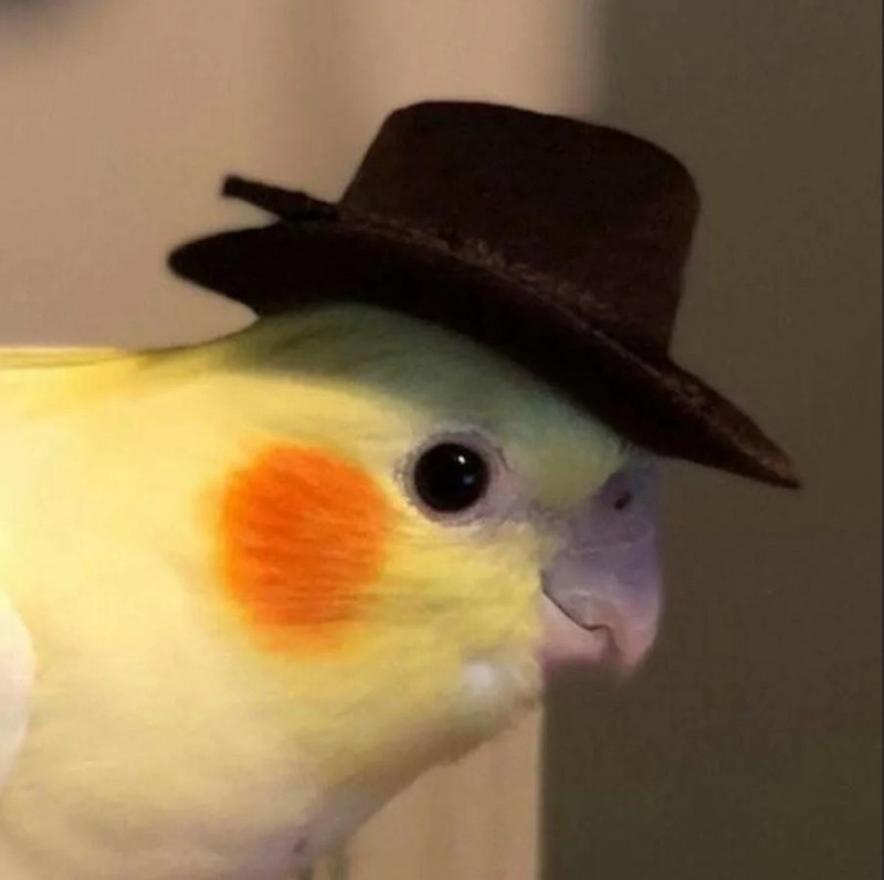 Создать мем: scp-087, попугай корелла, попугай в шляпе