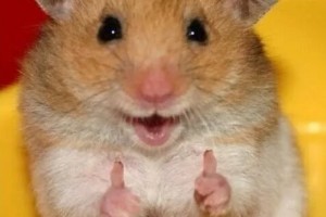 Create meme: hamster, hamster funny, the Syrian hamster