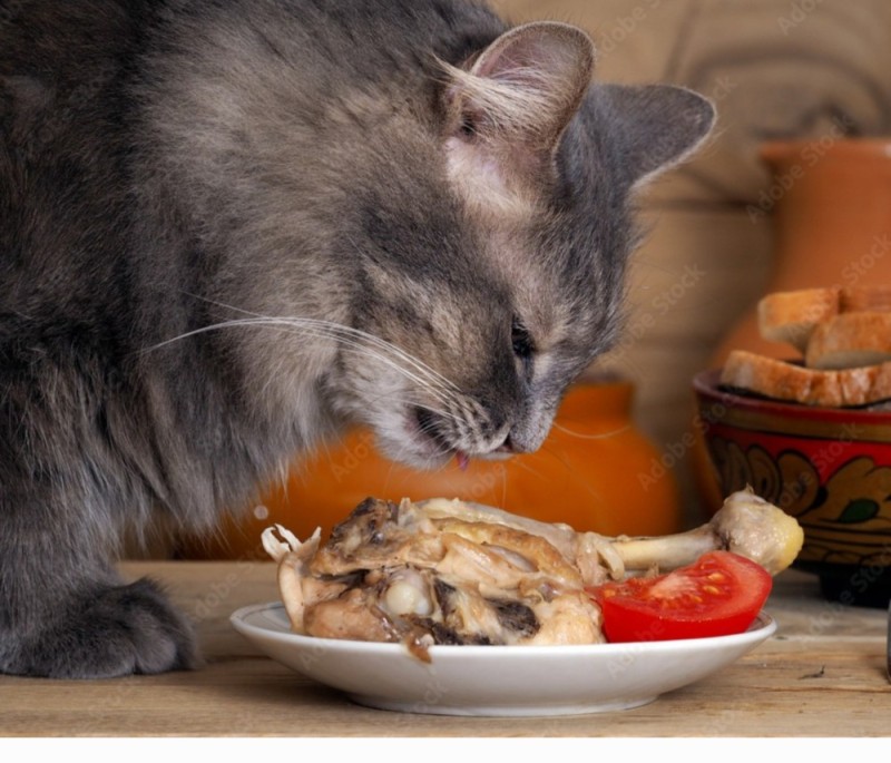 Create meme: maine coon food, the cat is having lunch, cat 