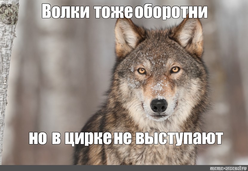 Никита Михалков пересказал мем про волка, который в цирке не выступает