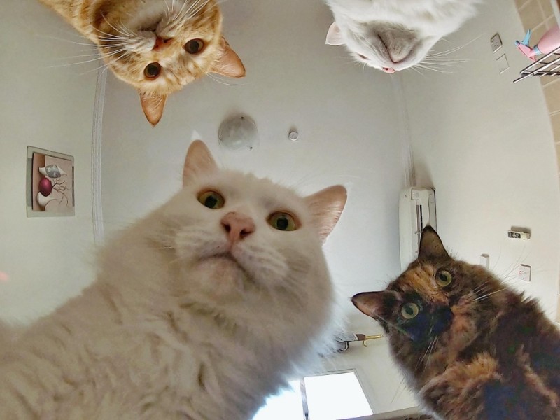 Create meme: cat meme , cat , nastya and the cats meme