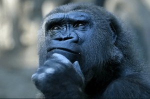 Create meme: gorilla thinking, gorilla
