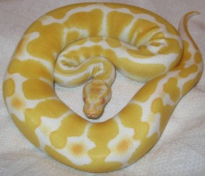 Create meme: the tiger Python., albino python, tiger Python albino photos