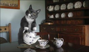 Create meme: Cat Tea