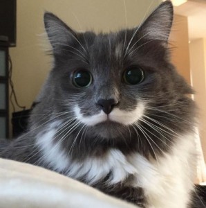 Create meme: hipster cat, unusual color, cat with a mustache
