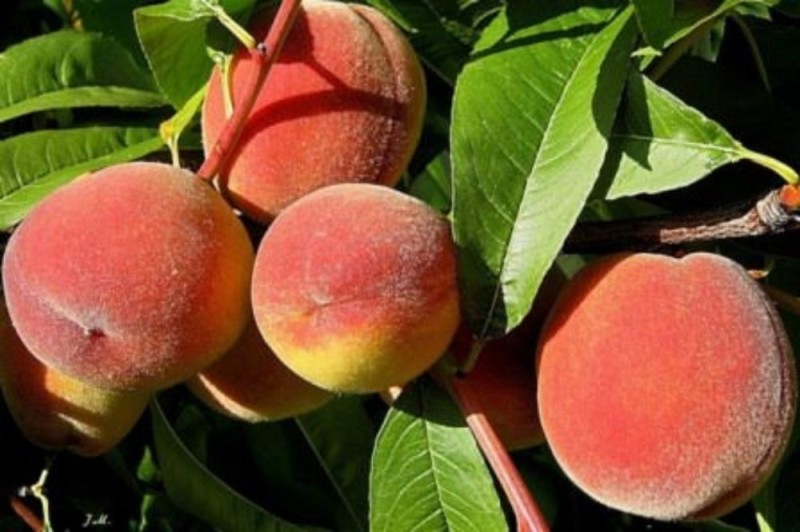 Create meme: peach golden Moscow, varieties of peaches, peach seedling