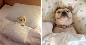 Создать мем: спящие собаки, good night , sweet dreams, see you, собака спит тумблер