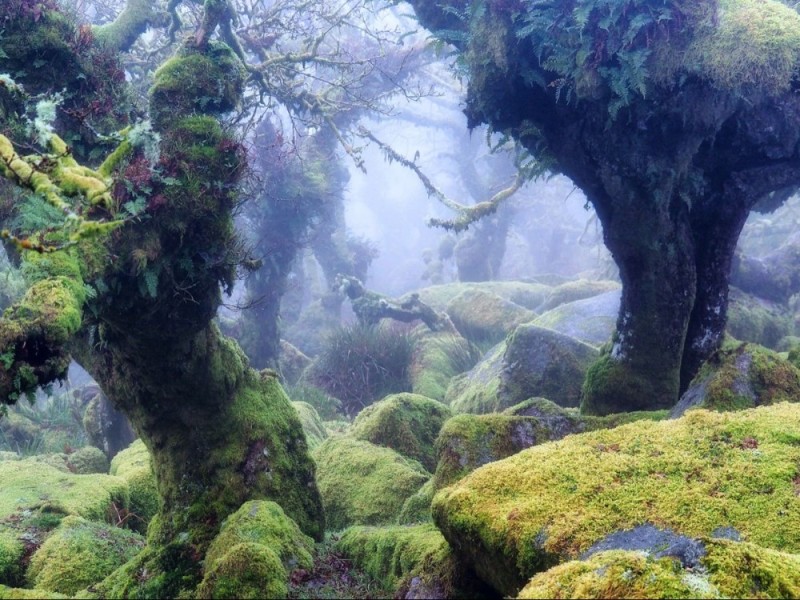 Create meme: landscape , mystical forest, Sherwood Forest in England