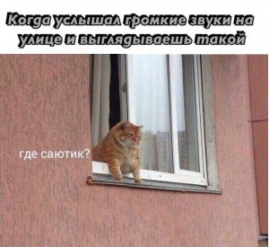 Создать мем: забавные животные, животные смешно, friends meme