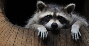 Create meme: animals raccoon, raccoon animal, enotik