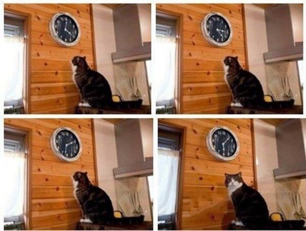 Create meme: It's time for the cat meme, meme cat clock it's time, meme the cat and the clock time