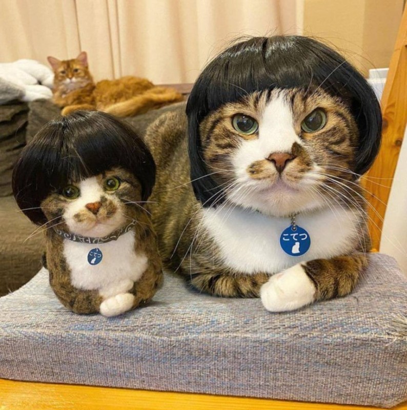 Create meme: the cat in the wig, cat , a cat in a wig