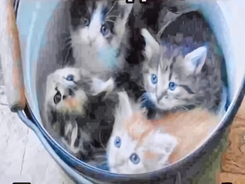 Create meme: a bucket of kittens, drowned kittens, a kitten in a saucepan