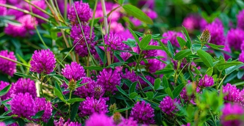 Create meme: meadow clover, clover flower, meadow clover inflorescence