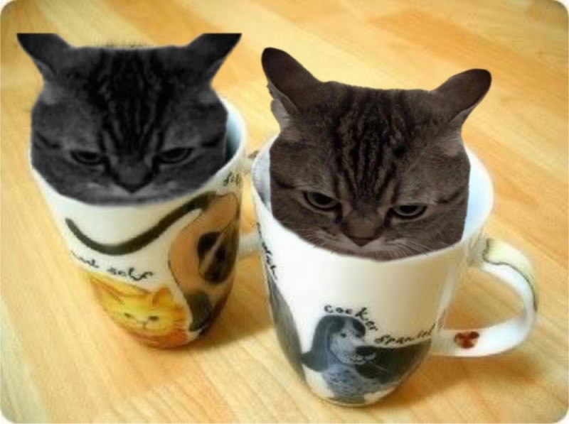 Create meme: funny kitten, kotochai, The cat in the cup