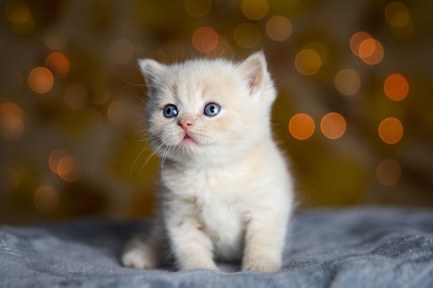 Create meme: cute white cat, cat , cute little cats