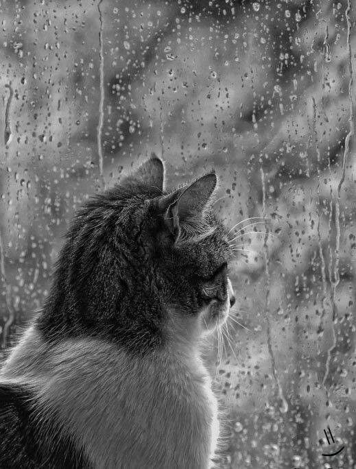 Create meme: cat in the rain, cat in the rain, kitten in the rain