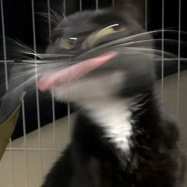 Create meme: very funny cats, funny cat, sneezing cat