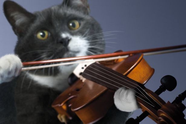 Создать мем: коты музыканты, скрипка, кот музыкант