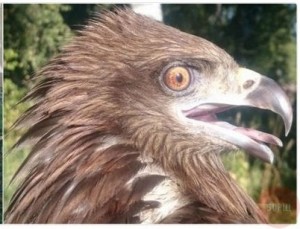 Create meme: birds of prey, black kite, Kite