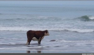 Создать мем: корова на берегу моря, корова на берегу, корова смотрит на море