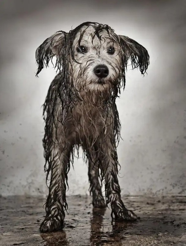 Create meme: puppy in the rain, Got soaked in the rain, dog in the rain