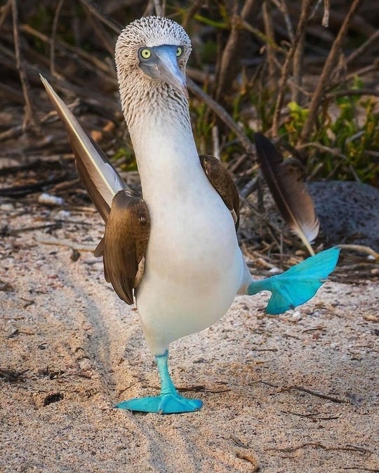 Create meme: The blue-footed booby bird, Golovanova gannets , footed booby bird