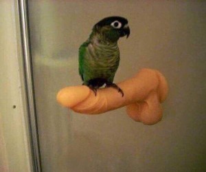 Создать мем: попугай домашний, попугай в шоке, зеленый попугай