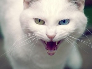 Create meme: Turkish Angora, Cat, white cat