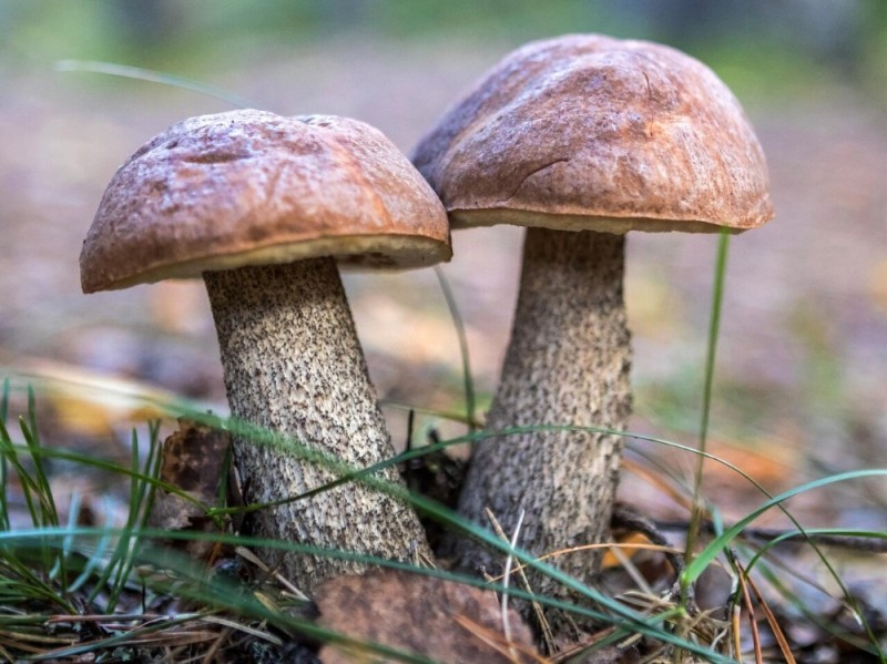 Create meme: mushroom podberezovik, podberezovik mushroom podberezovik, edible mushrooms podberezovik