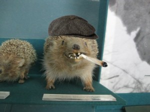 Create meme: taxidermy, hedgehog, hedgehogs