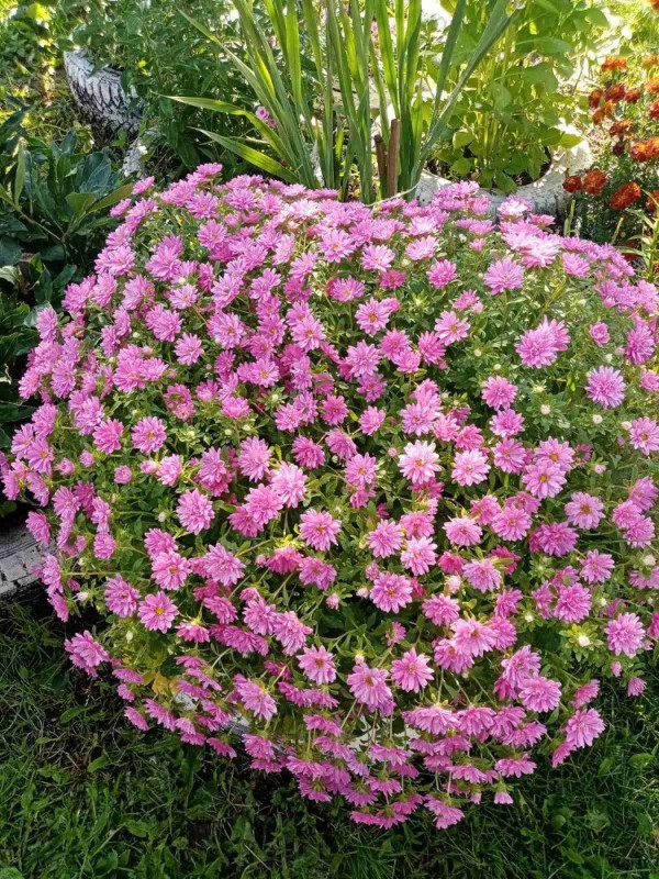 Create meme: chrysanthemum multiflora lilac, chrysanthemums of multiflora, perennial garden chrysanthemums