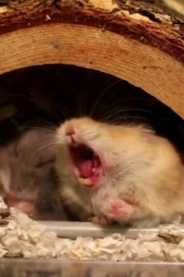 Create meme: yawning hamster, A hamster, hamster gungari