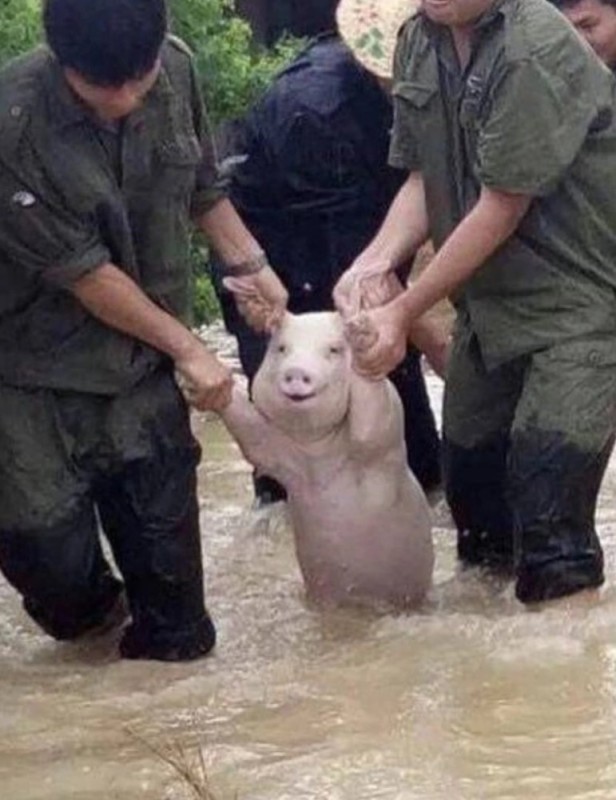 Create meme: They are leading a pig, memes with pigs, Chinese pig