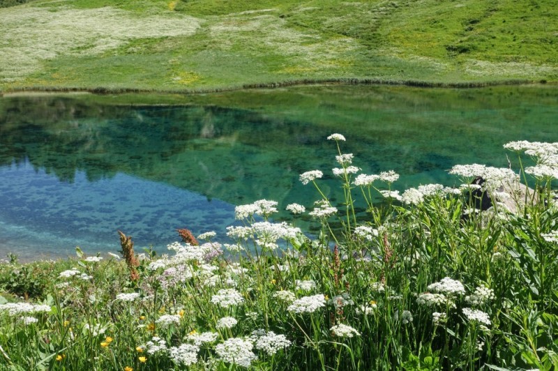 Create meme: Lake Sarva Bashkiria, lake , plant 