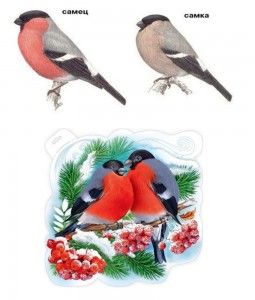 Создать мем: снегирь рисунок, серый снегирь самка и самец, снегирь птица