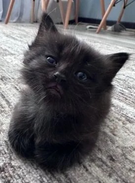 Create meme: black kitten , kitty , cat 
